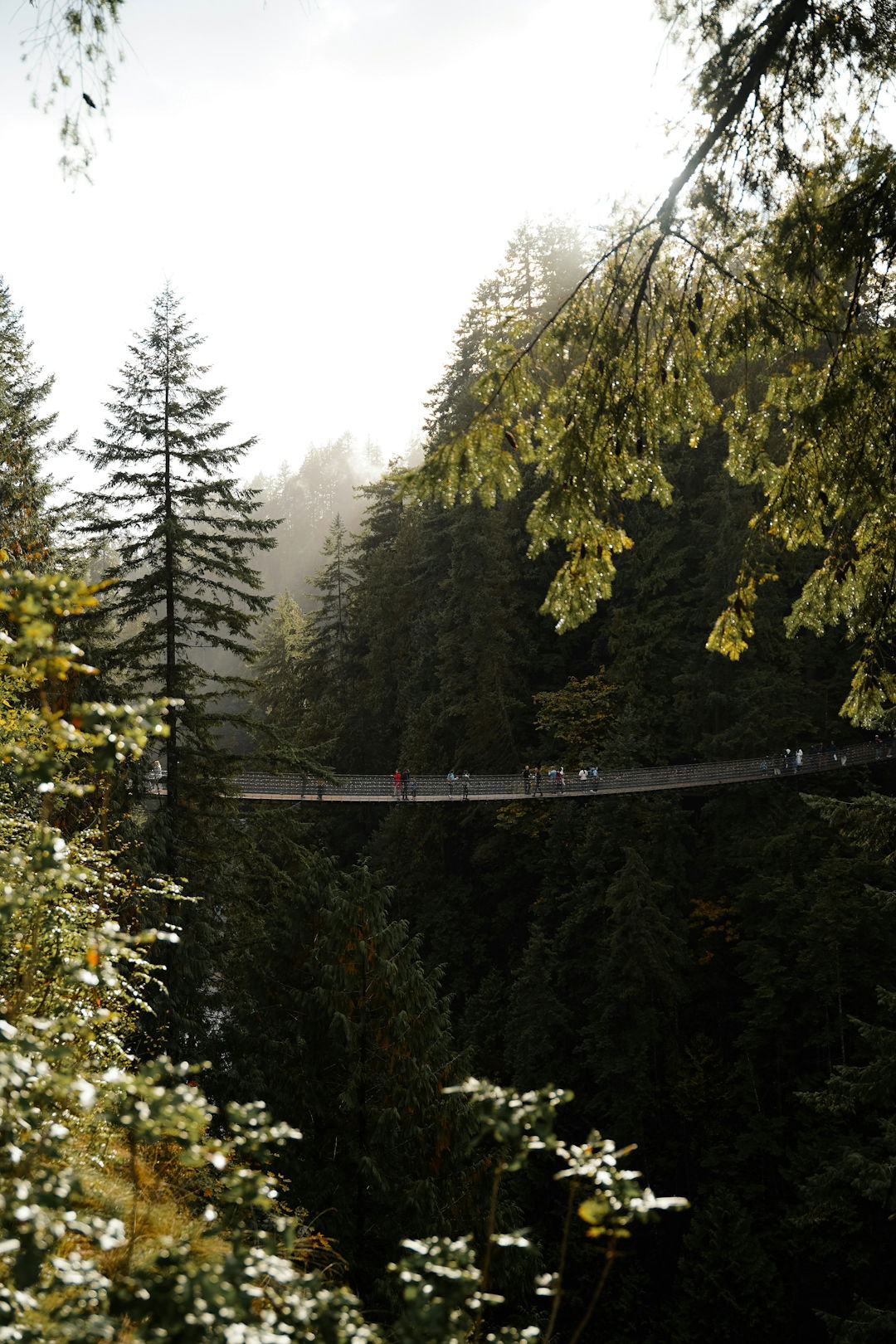 suspension-bridge-crossing-a-lush--misty-forest-canopy-.jpg Suspension bridge crossing a lush, misty forest canopy.